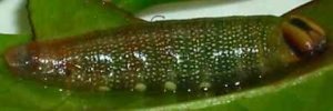 Larvae